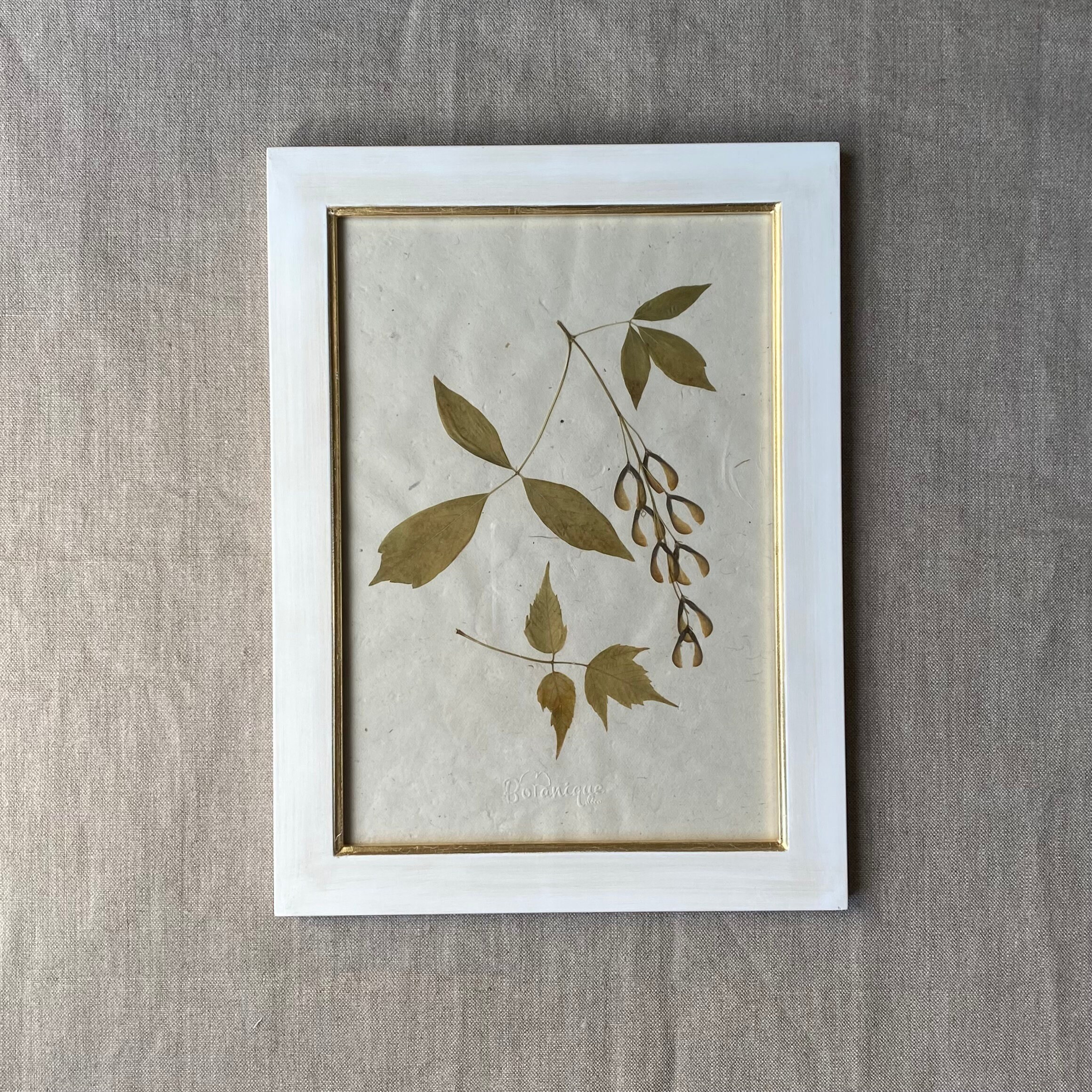 Planche Botanique d'herbier Encadré. Fleur Pressée Érable à Giguère . Deco Murale Fleurs Séchées .co