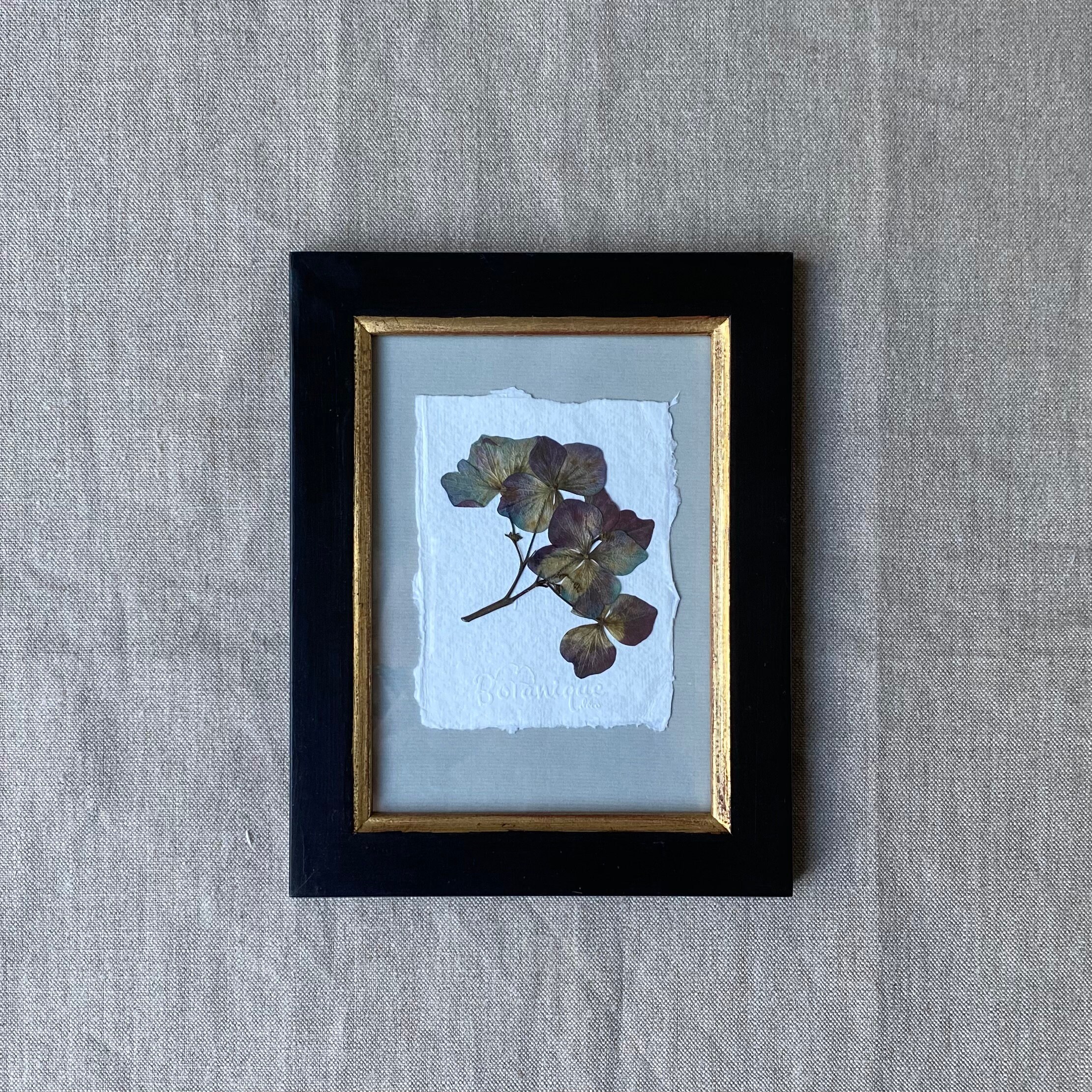 Planche Botanique d'herbier Encadré. Fleur Pressée Hortensia. Deco Murale Fleurs Séchées. Collection