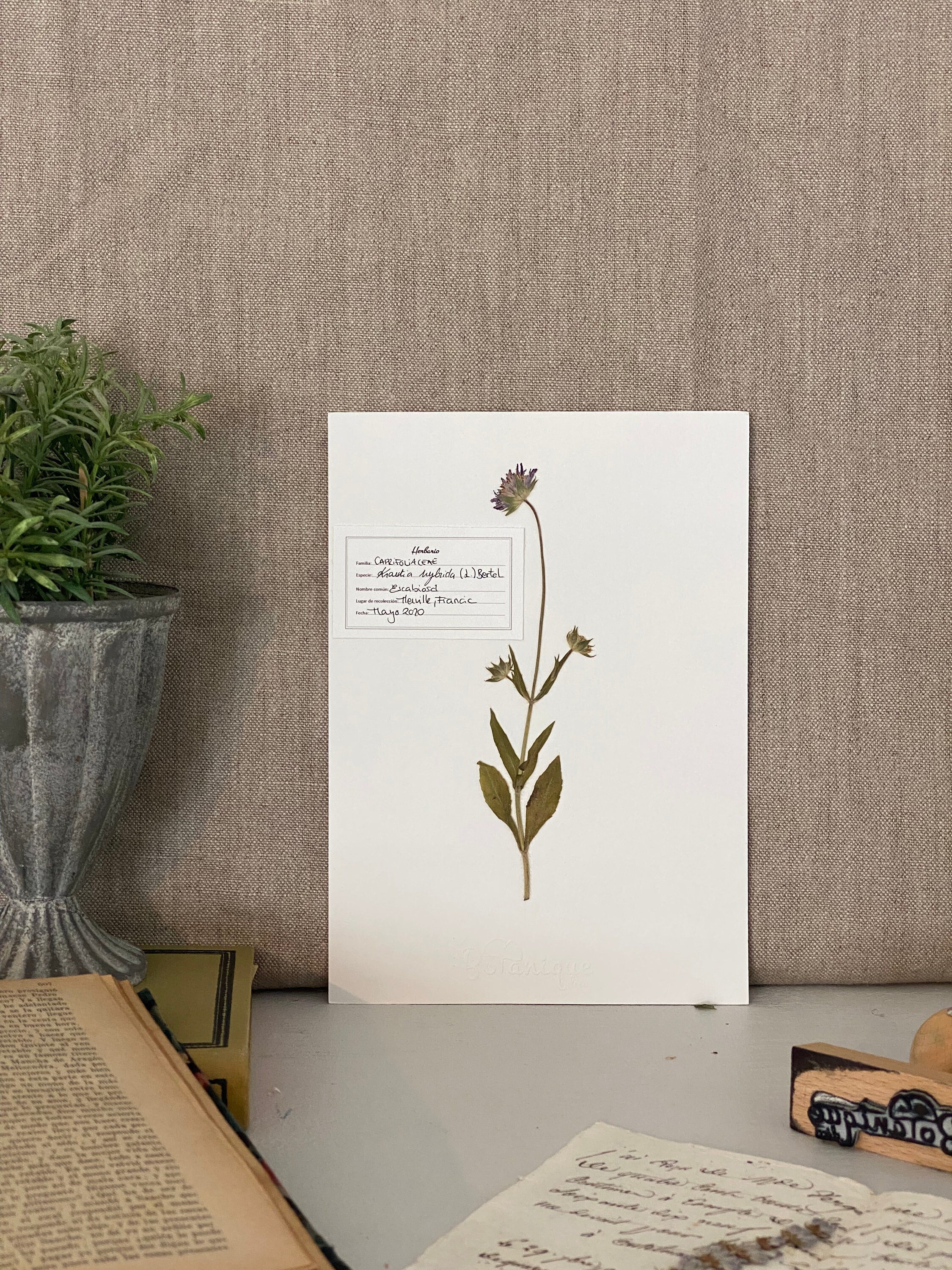 Affiche d'herbier Knautia. Herbarium. Feuilles Fleurs Pressées Séchées. Planche Botanique. Compositi