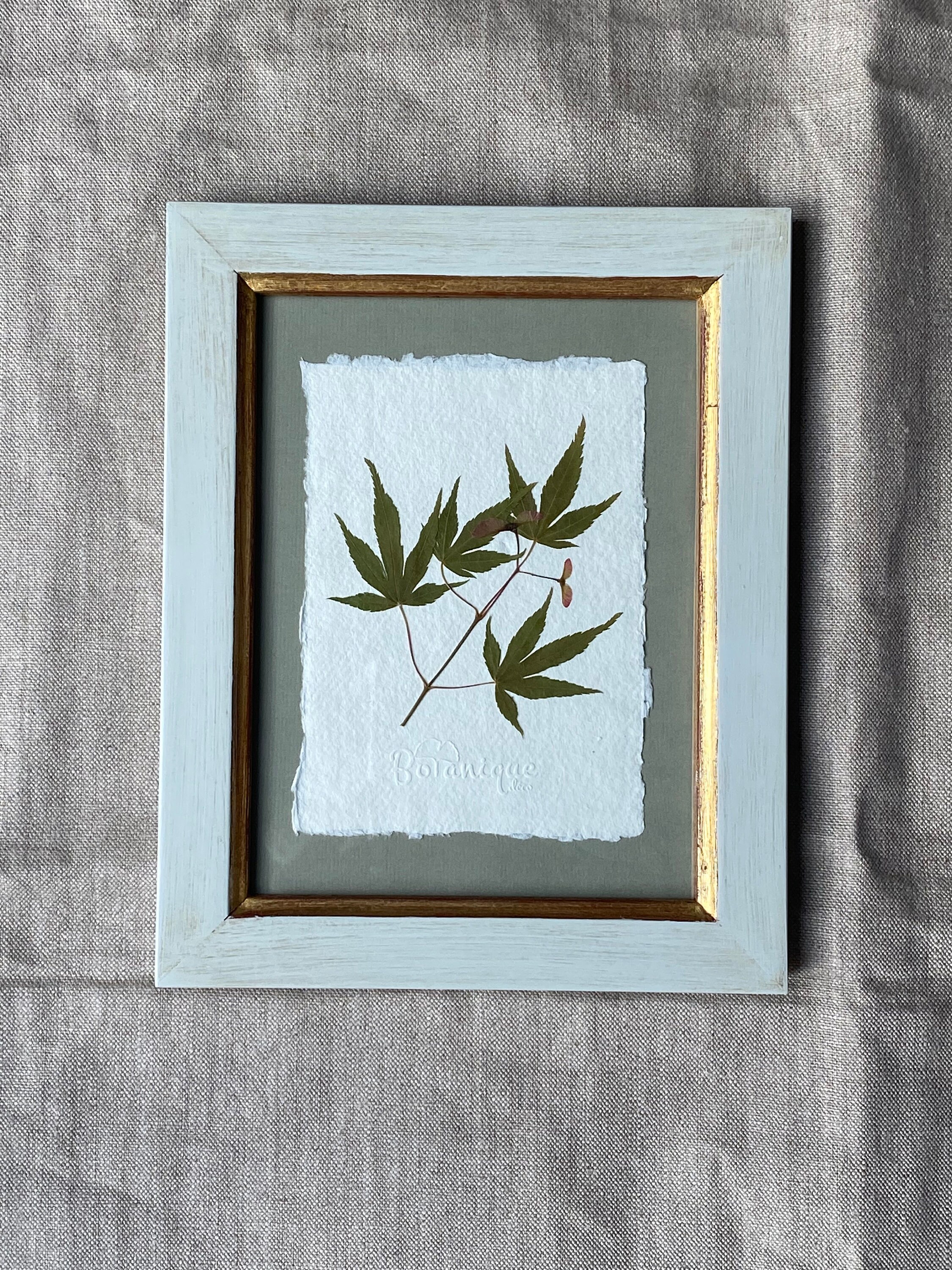 Érable Japonais .planche Botanique d'herbier Encadré. Deco Murale Fleurs Séchées .collection Montpar