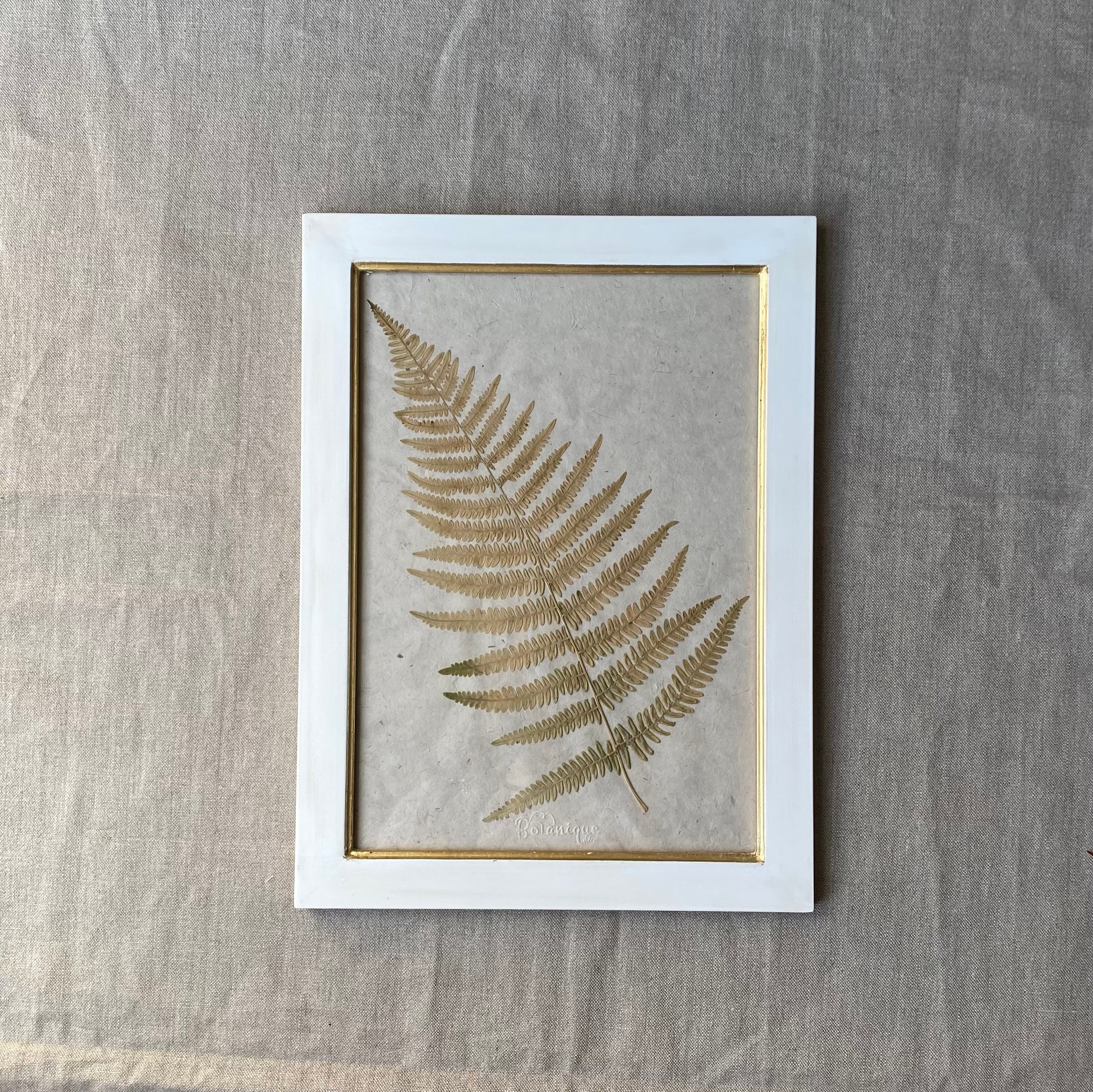 Planche Botanique d'herbier Encadré. Fleur Pressée Fougère . Deco Murale Fleurs Séchées .collection 