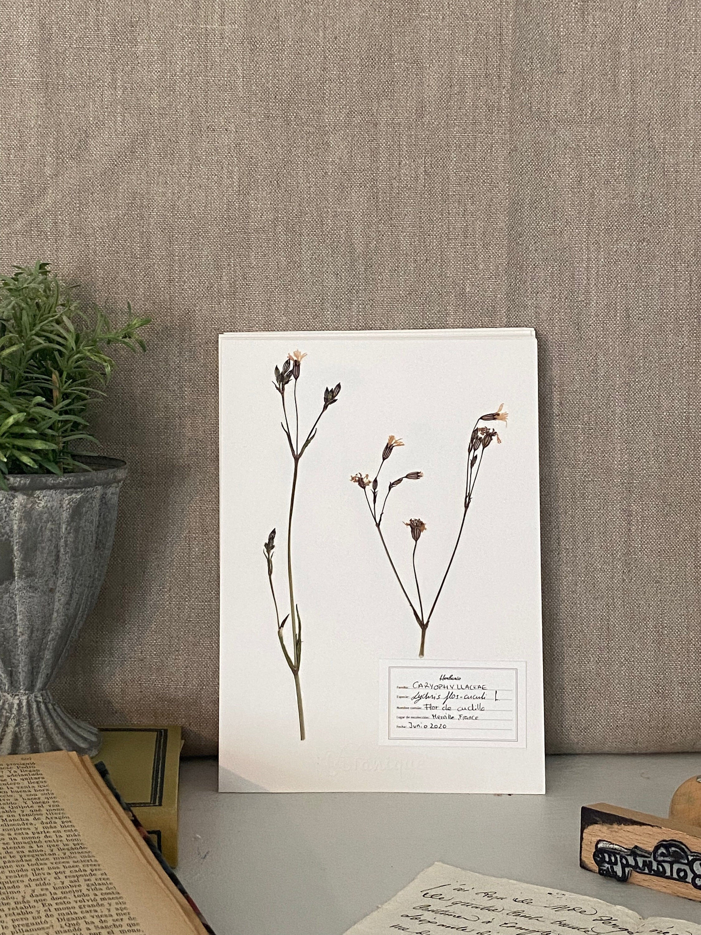 Affiche d'herbier Fleur de Cou-Cou. Herbarium.feuilles Fleurs Pressées Séchées. Planche Botanique. C