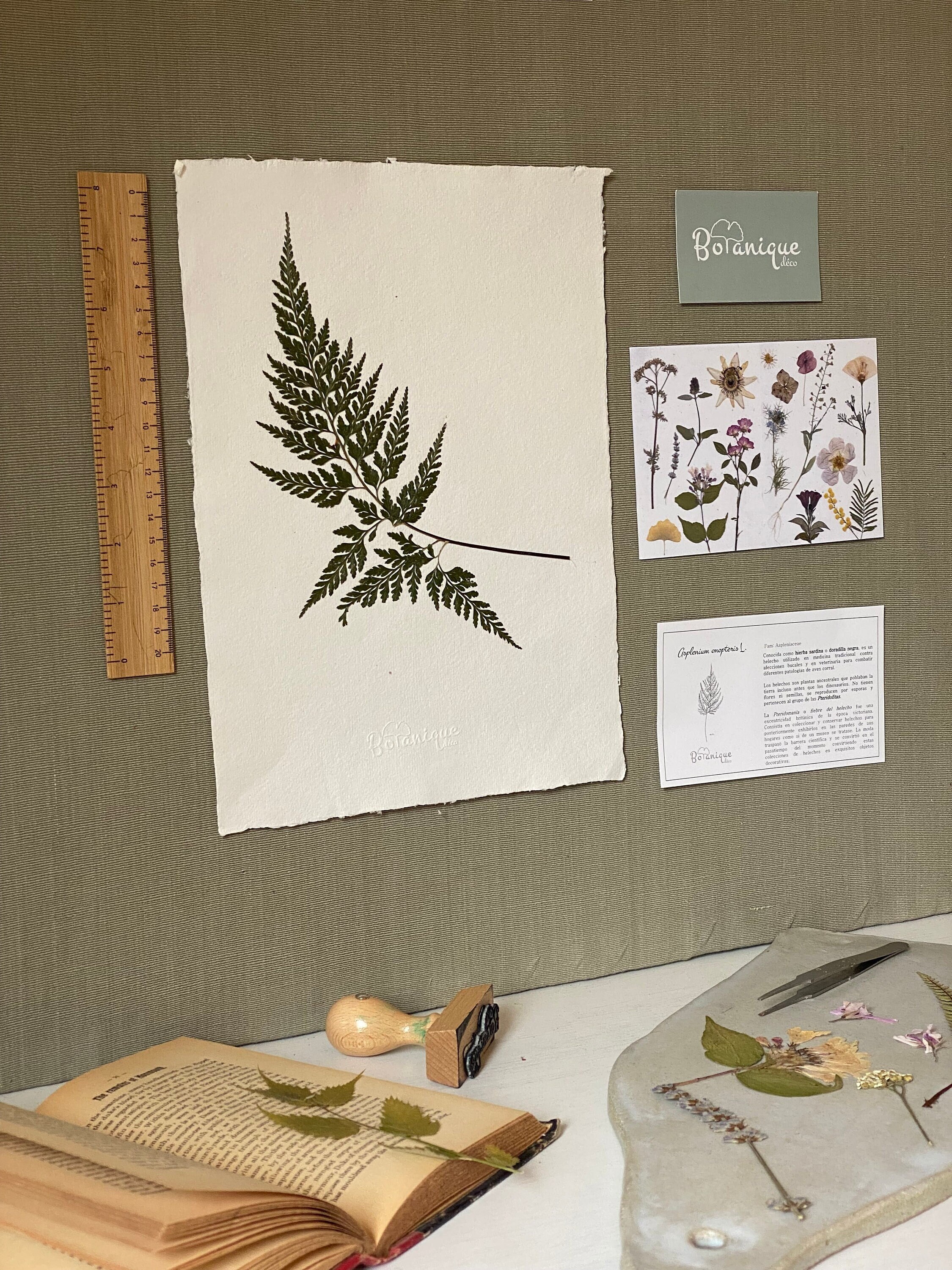 Affiche d'herbier Fougère. Erbarium.feuilles Fleurs Pressées Séchées. Planche Botanique. Composition