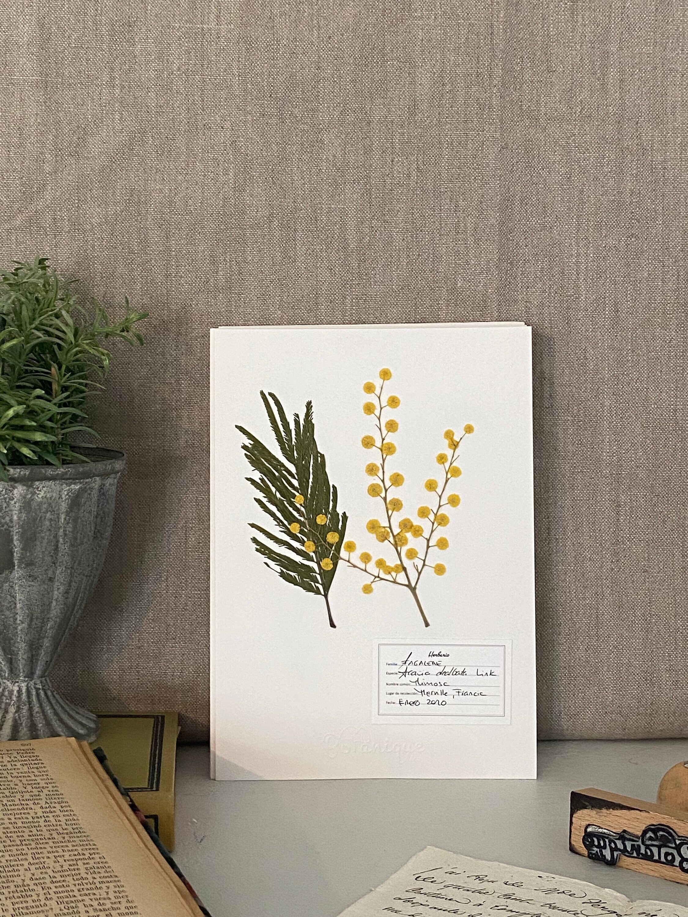 Affiche d'herbier Mimosa. Herbarium. Feuilles Fleurs Pressées Séchées. Planche Botanique. Compositio