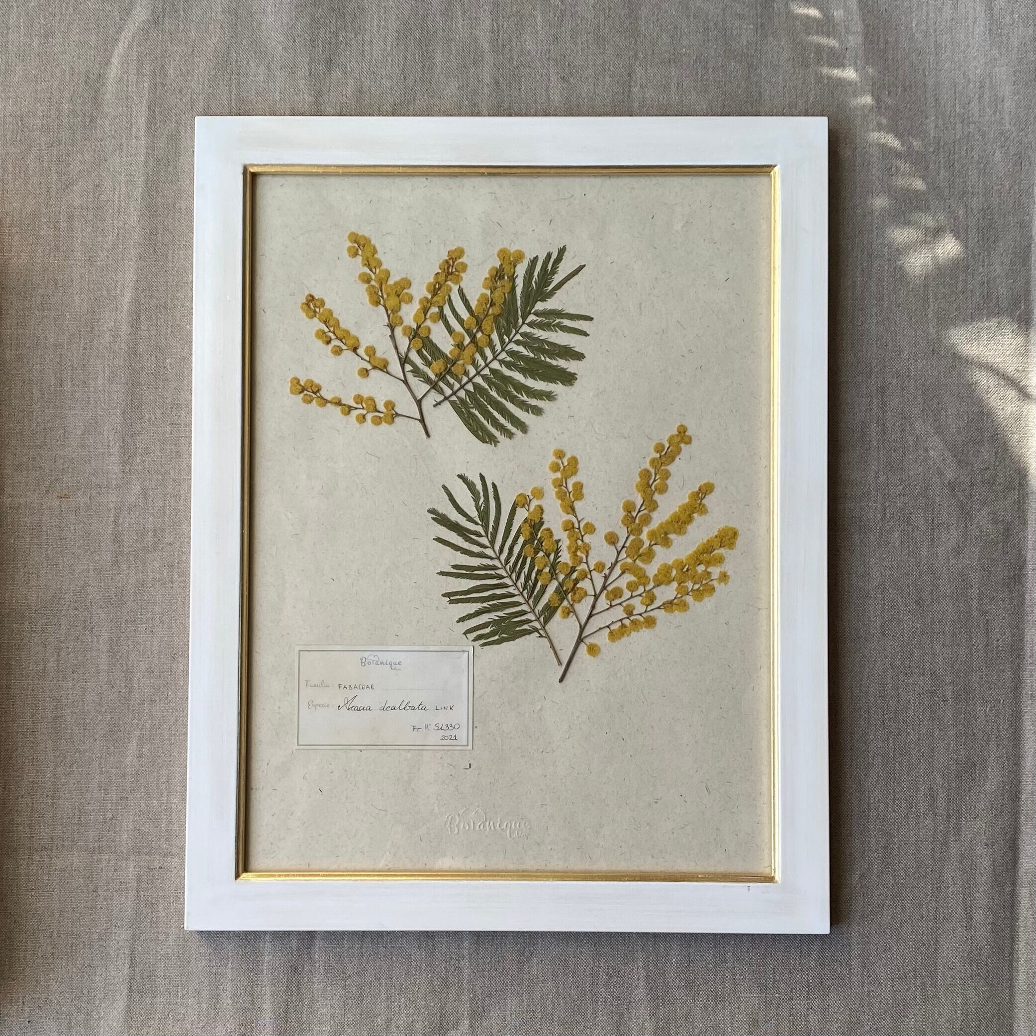 Planche Botanique d'herbier Encadré. Fleur Pressée Mimosa. Deco Murale Fleurs Séchées. Collection Do