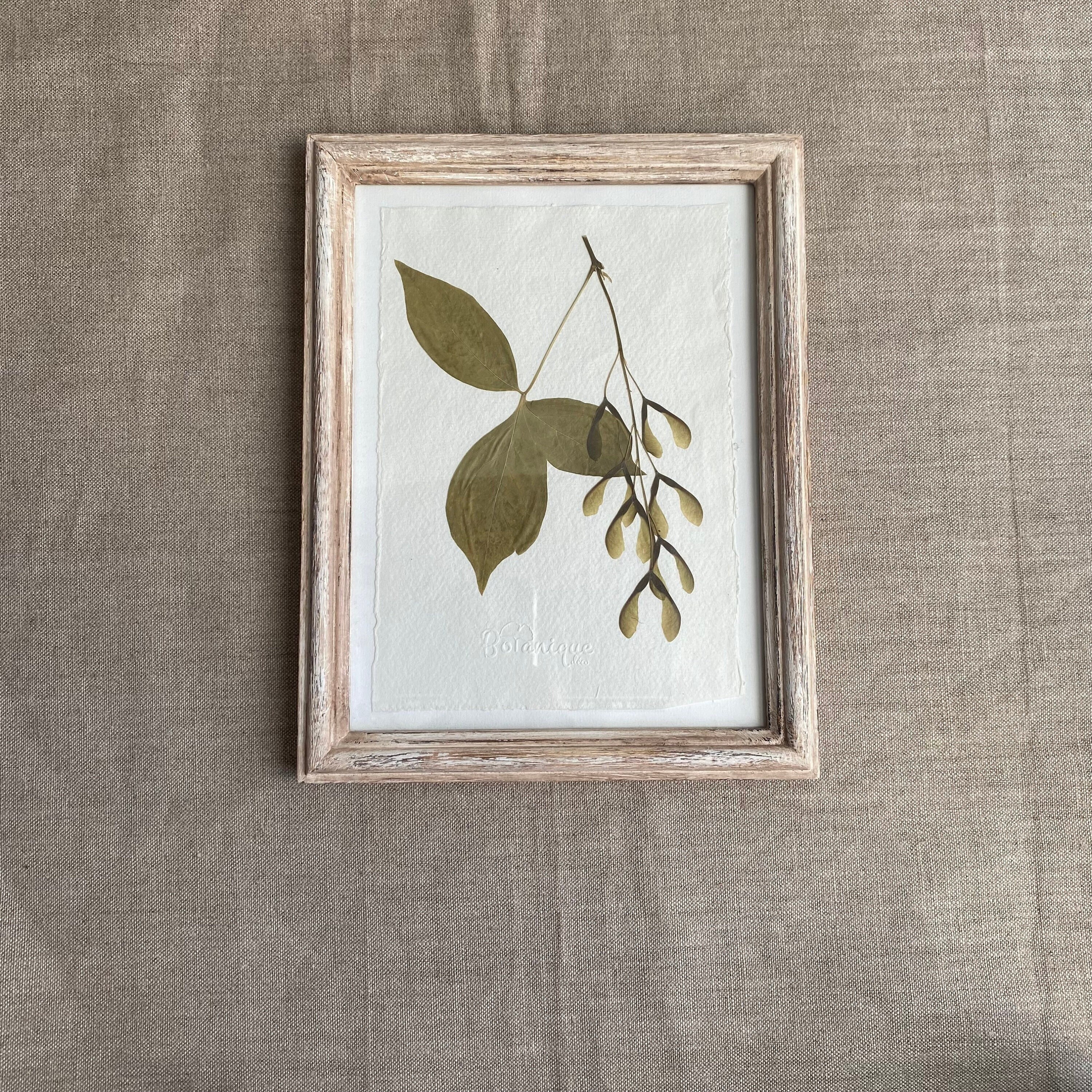 Planche Botanique d'herbier Encadré. Fleur Pressée Érable à Giguère. Deco Murale Fleurs Séchées .col