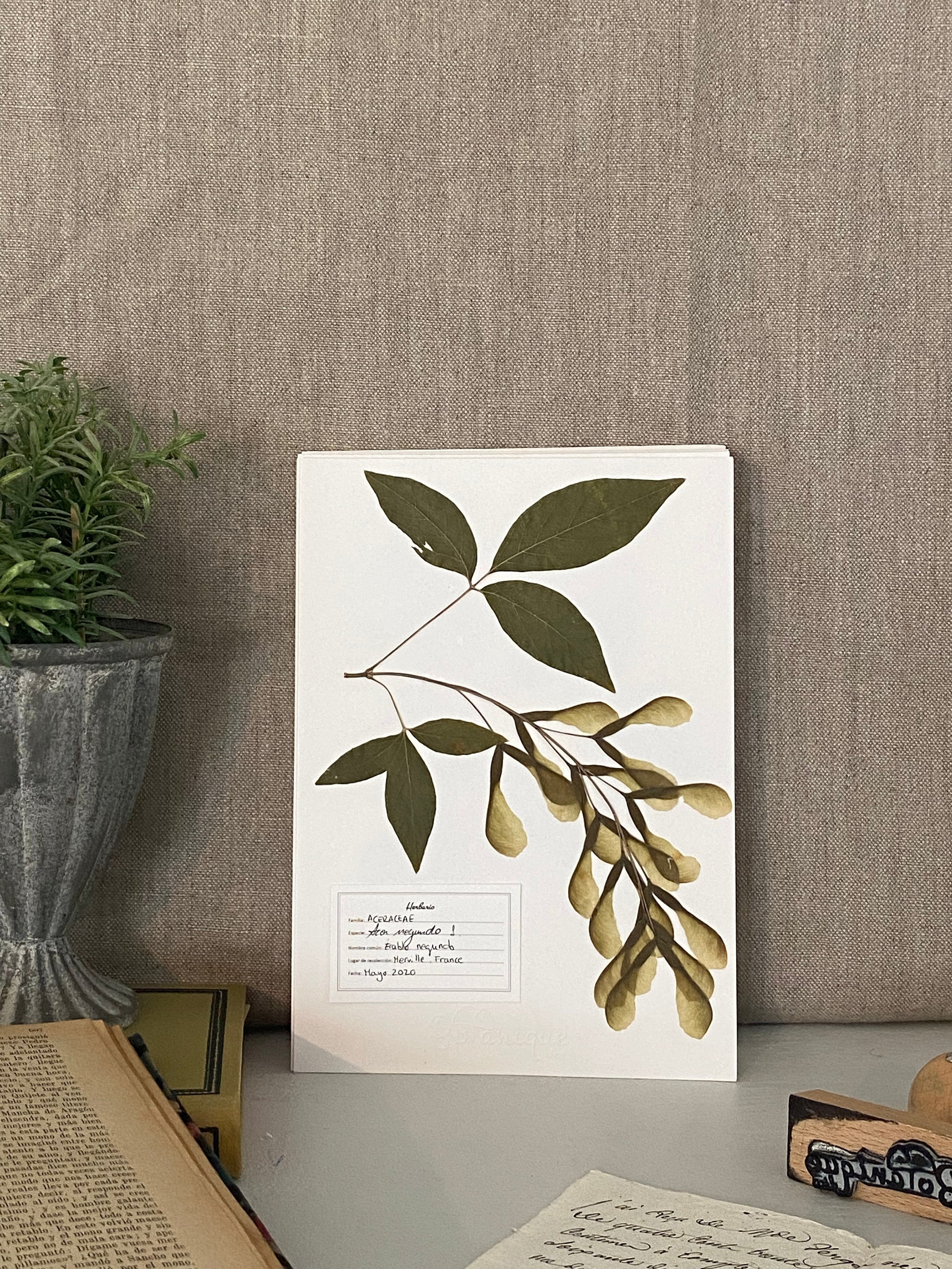 Affiche d'herbier Érable. Herbarium. Feuilles Fleurs Pressées Séchées. Planche Botanique. Compositio