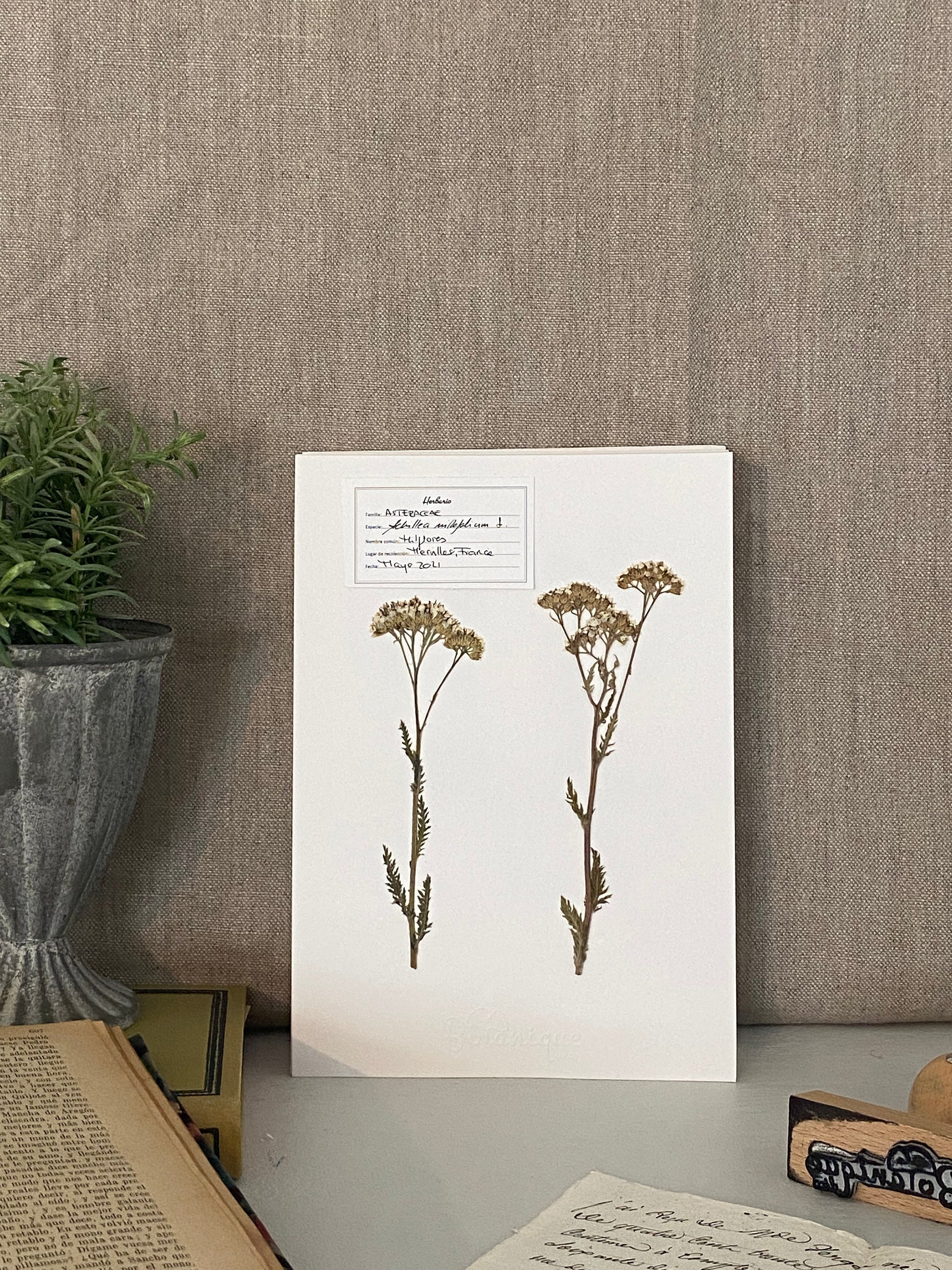 Affiche d'herbier Millefleurs. Herbarium.feuilles Fleurs Pressées Séchées. Planche Botanique. Compos