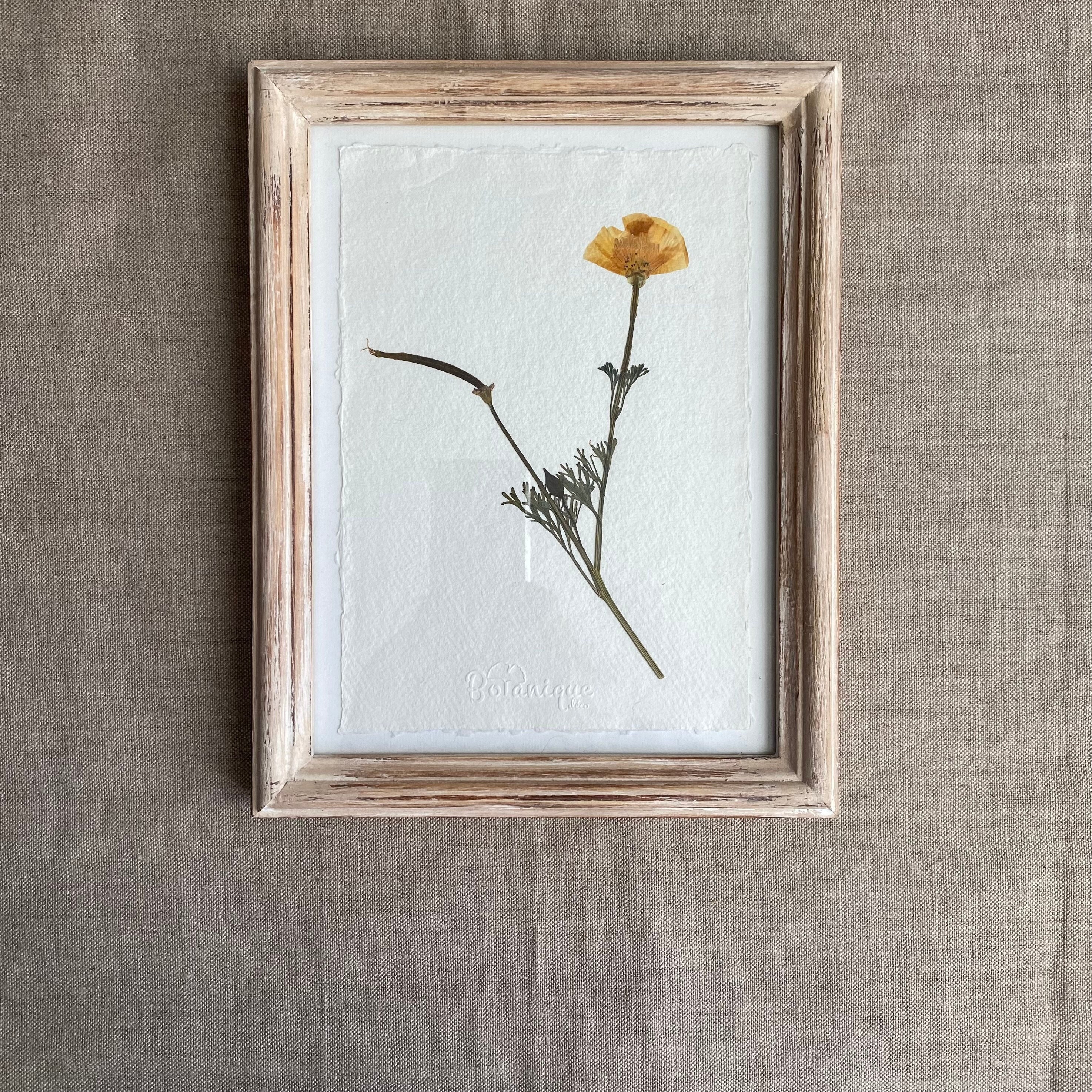 Planche Botanique d'herbier Encadré. Fleur Pressée Coquelicot Californie. Deco Murale Fleurs Séchées