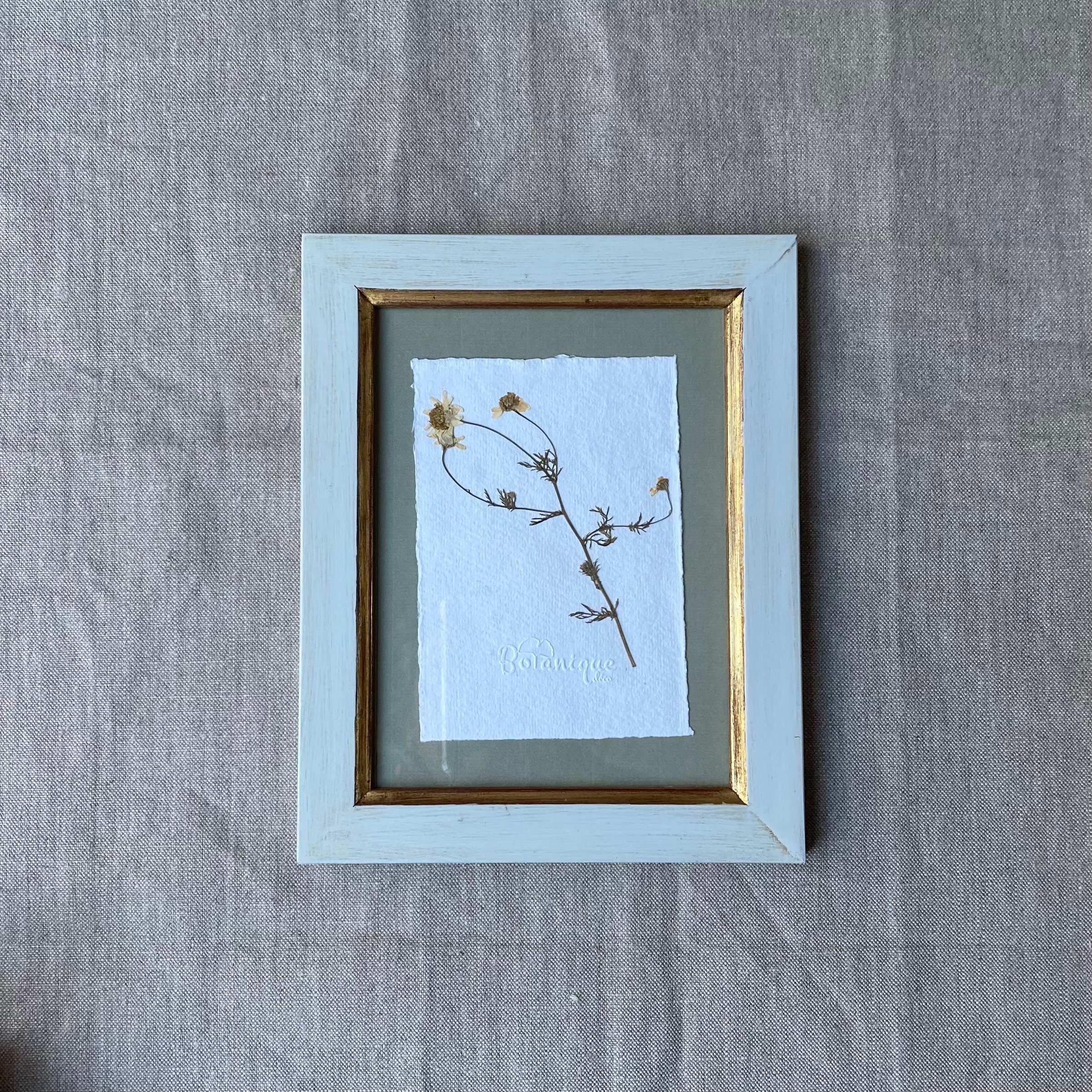 Planche Botanique d'herbier Encadré. Fleur Pressée Camomille. Deco Murale Fleurs Séchées.collection 