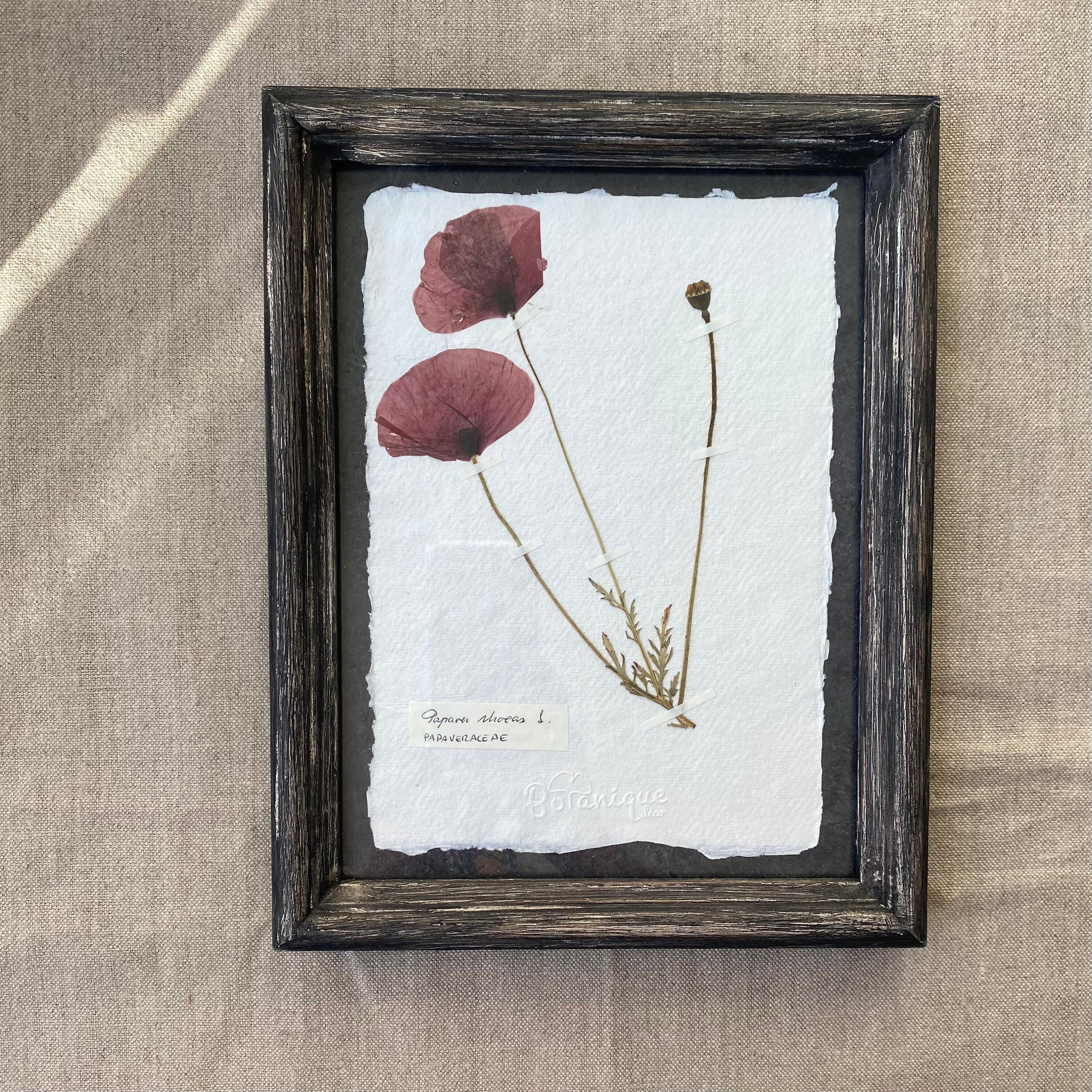 Planche Botanique d'herbier Encadré. Fleur Pressée Coquelicot. Deco Murale Fleurs Séchées .collectio