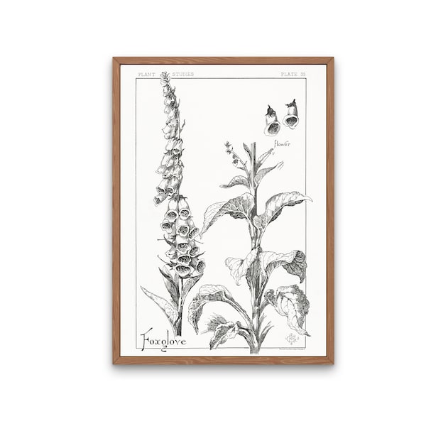 Foxglove Flower, Black and White Botanical Print, Line Drawing, Wildflower, Printable, Digital Download, Kitchen Decor,