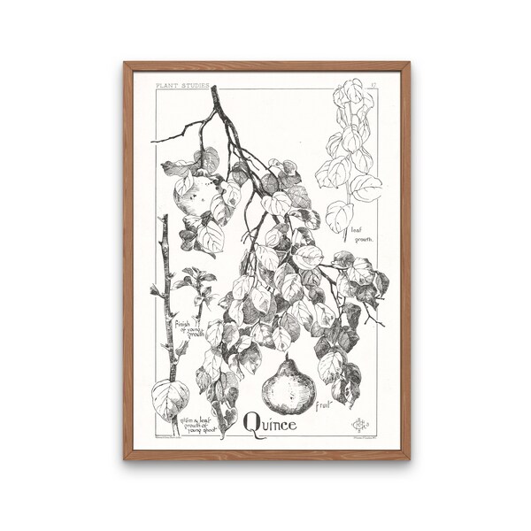 Quince Fruit Plant Line Drawing, Botany Poster, Black & White Botanical Print, Vintage Wall Art, Autumnal Decor, Digital Download