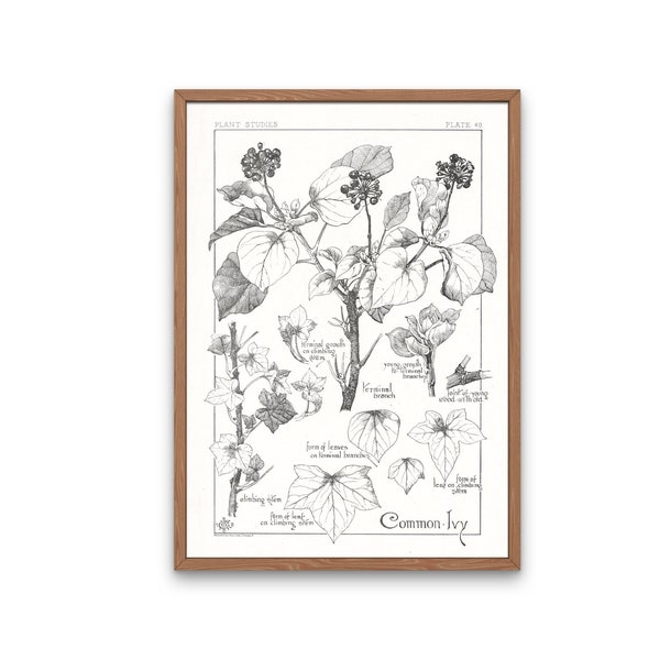 Ivy Plant, Ivy Leaf Line Drawing Print, Botany Poster, Black & White Botanical Print, Autumnal Decor, Digital Download