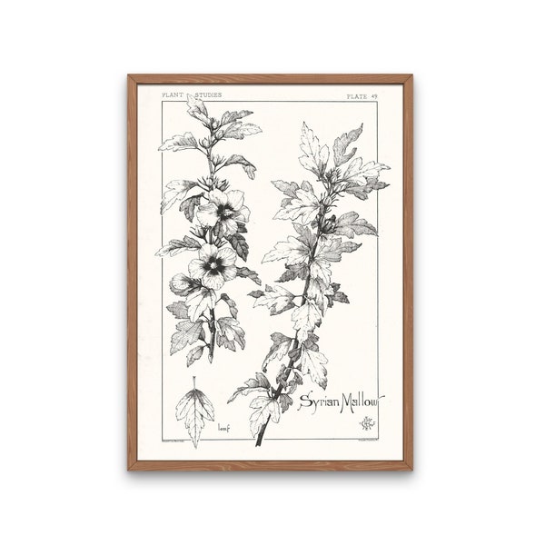 Hibiscus Flower Line Drawing, Botany Poster, Black & White Botanical Print, Vintage Wall Art, Autumnal Decor, Fall Decor, Digital Download