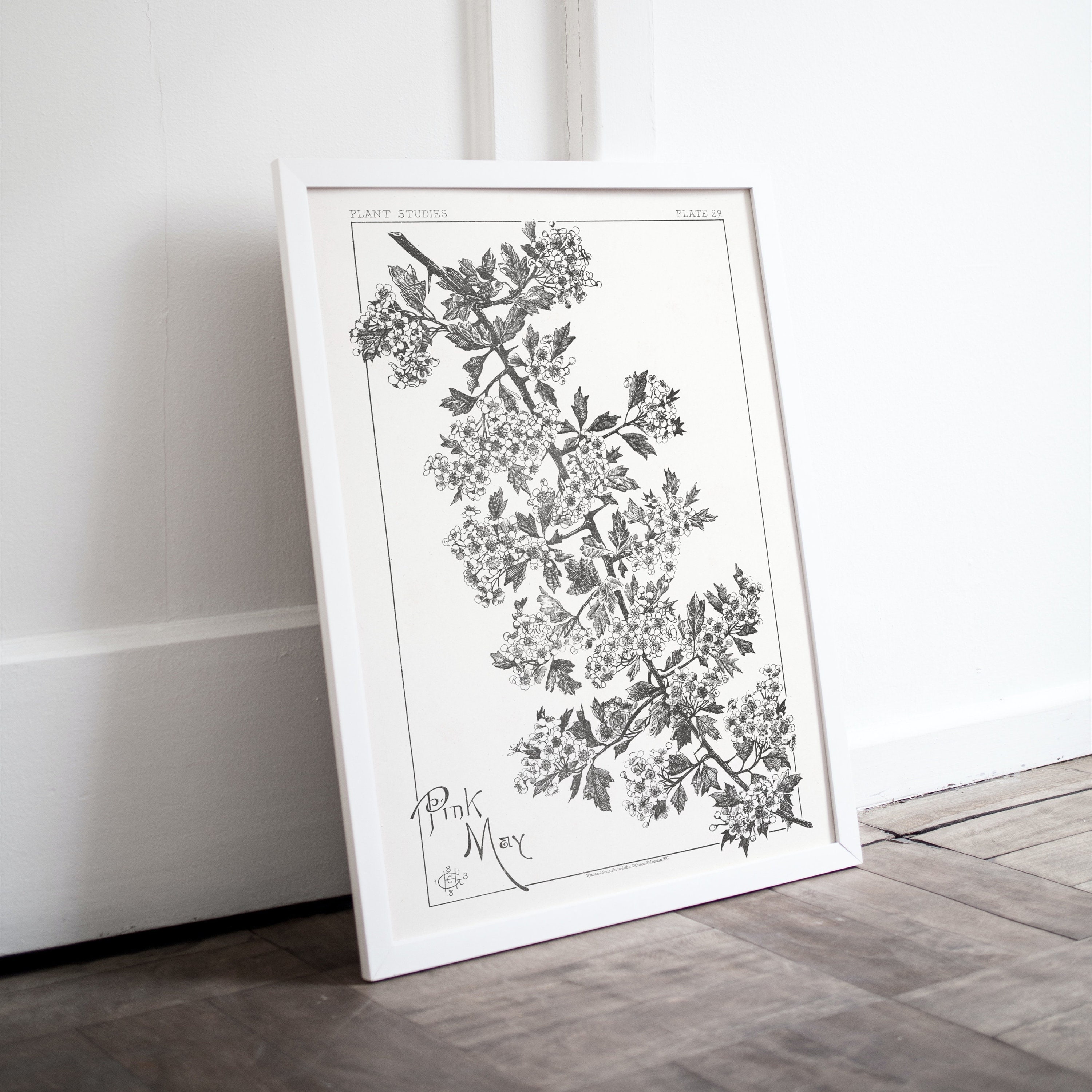 Mayflower Bush Line Drawing, Botany Poster, Black & White Botanical