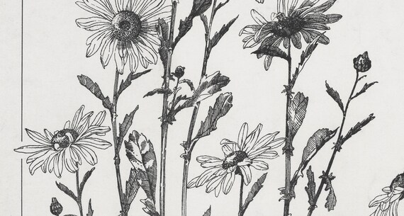 Print Floral Prints Design Ox Print Etsy Black Painted & Hand Daisy Botanical Download Wall Digital Digital - Vintage White Artwork Eye Art