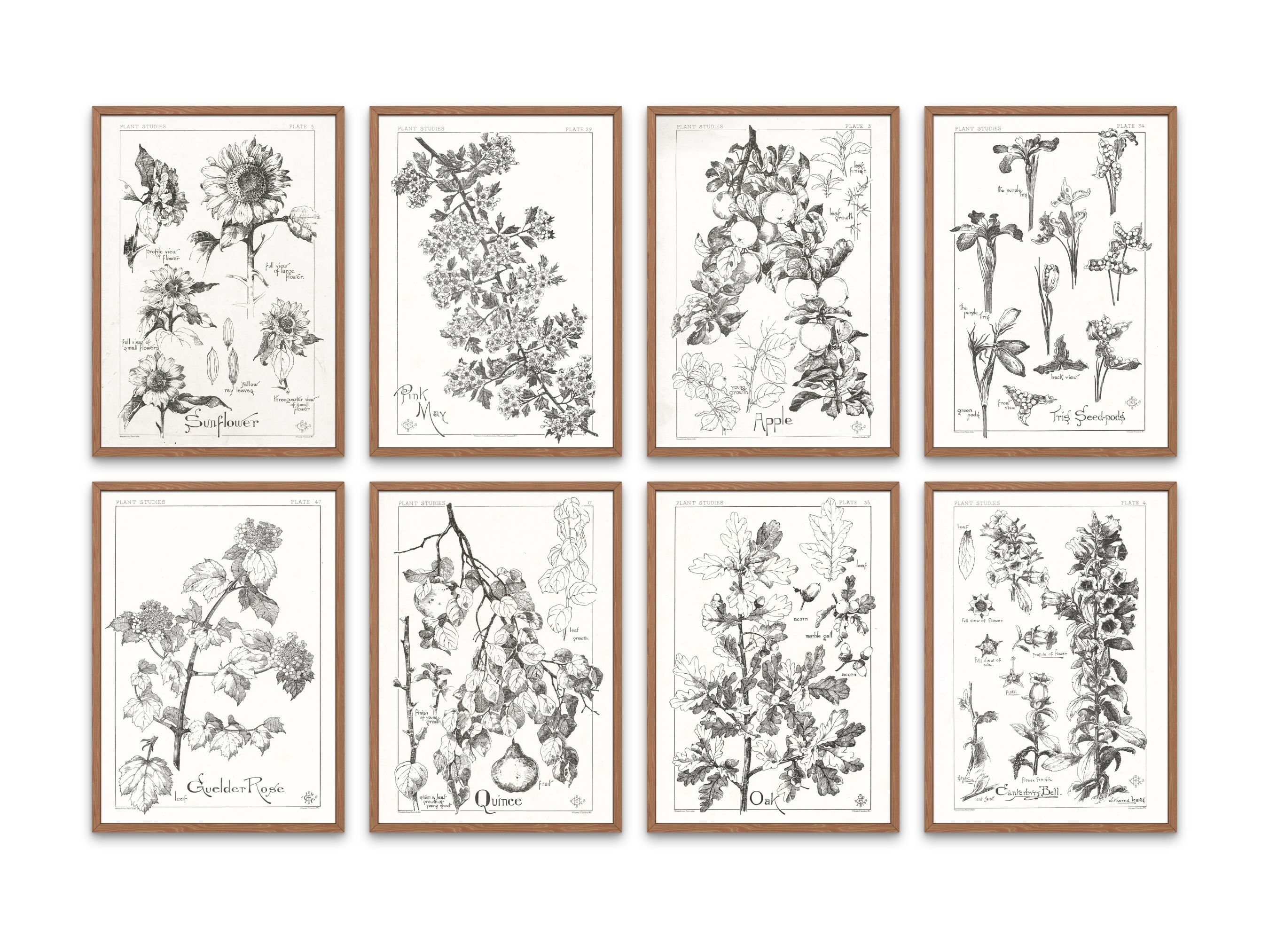 Iris Seed Pods Wildflower Line Drawing Botany Poster Black & - Etsy