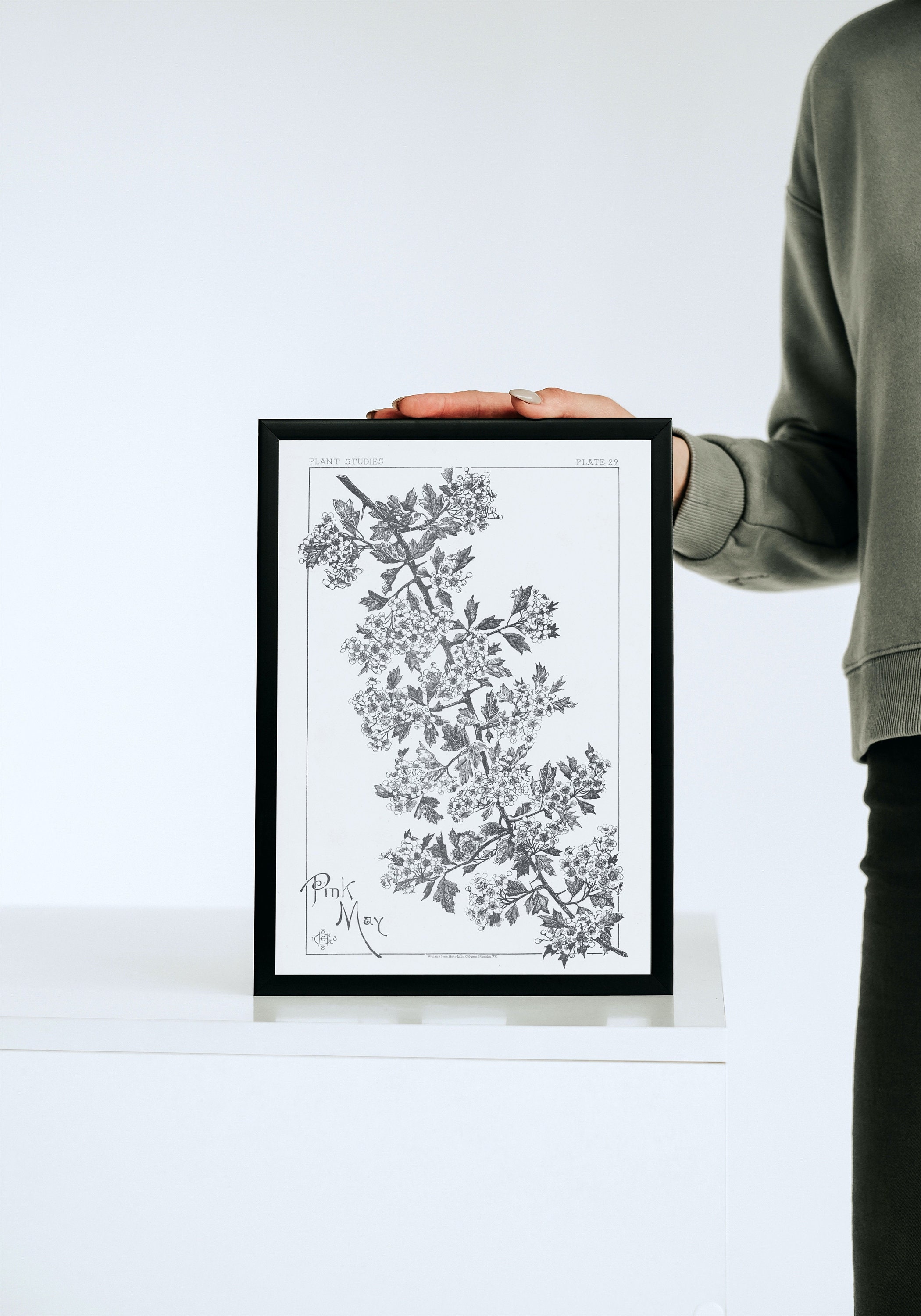 Mayflower Bush Line Drawing, Botany Poster, Black & White Botanical