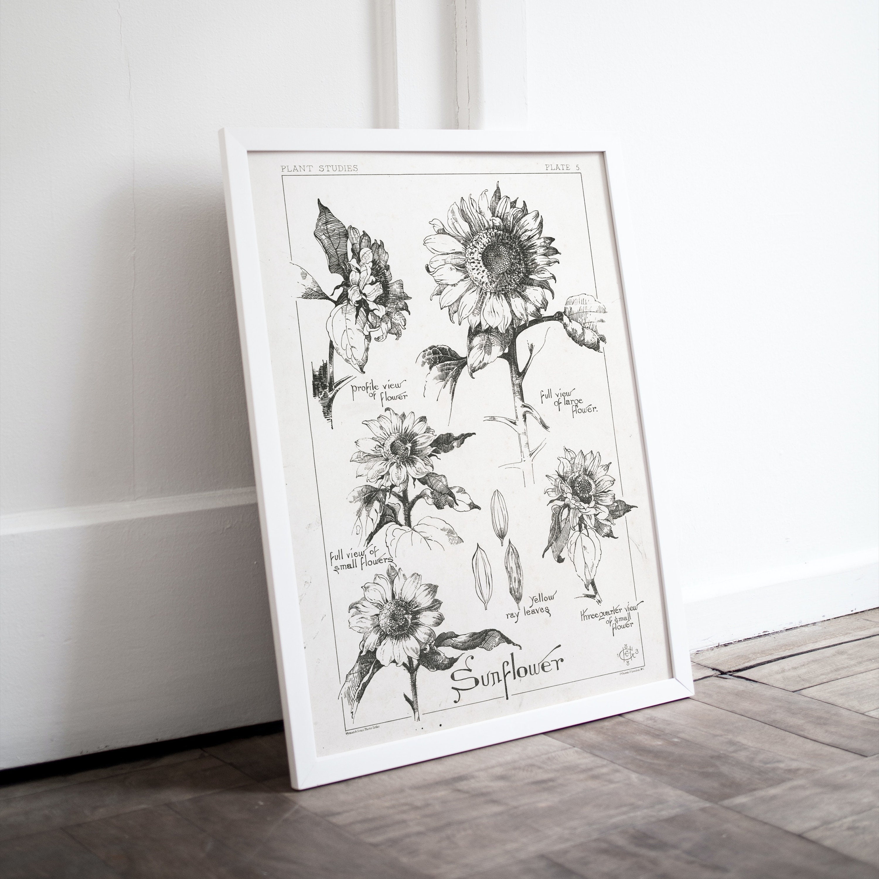 Set of 2 Black White Botanical Prints Wildflower Fine Line Etsy Set of 2 Black White Botanical Prints Wildflower Fine Line Etsy