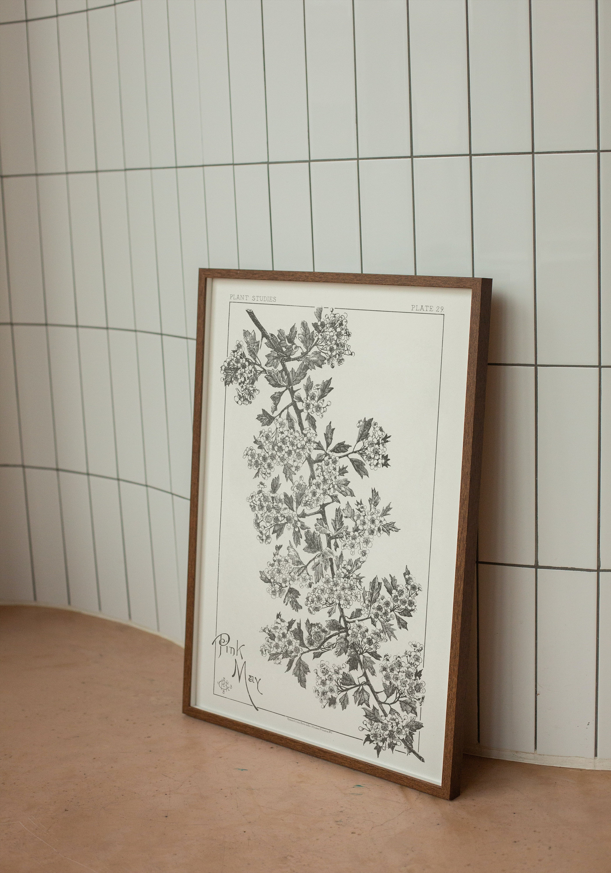 Mayflower Bush Line Drawing, Botany Poster, Black & White Botanical