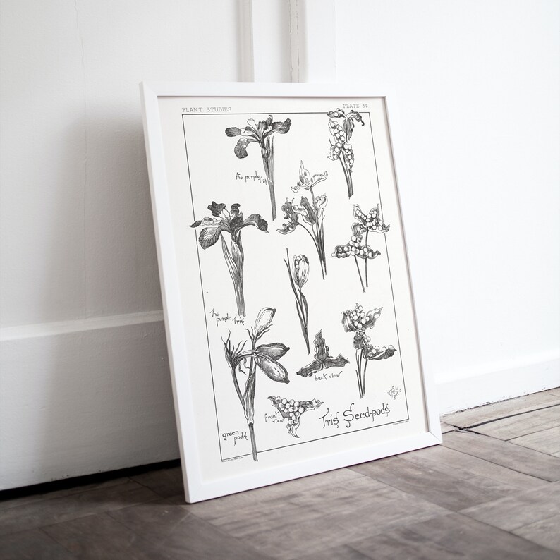 Iris Seed Pods Wildflower Line Drawing Botany Poster Black & - Etsy