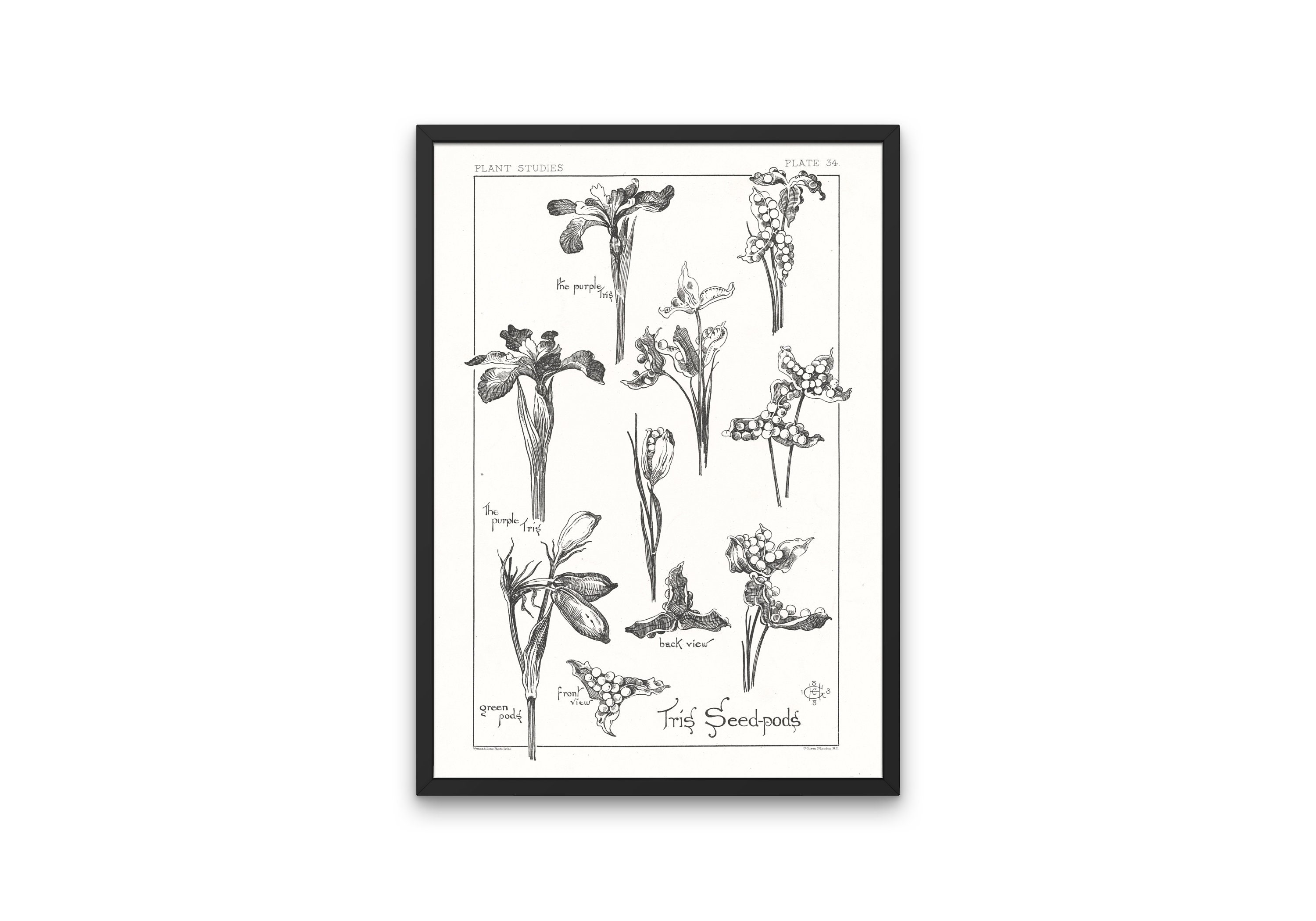 Iris Seed Pods Wildflower Line Drawing Botany Poster Black & - Etsy
