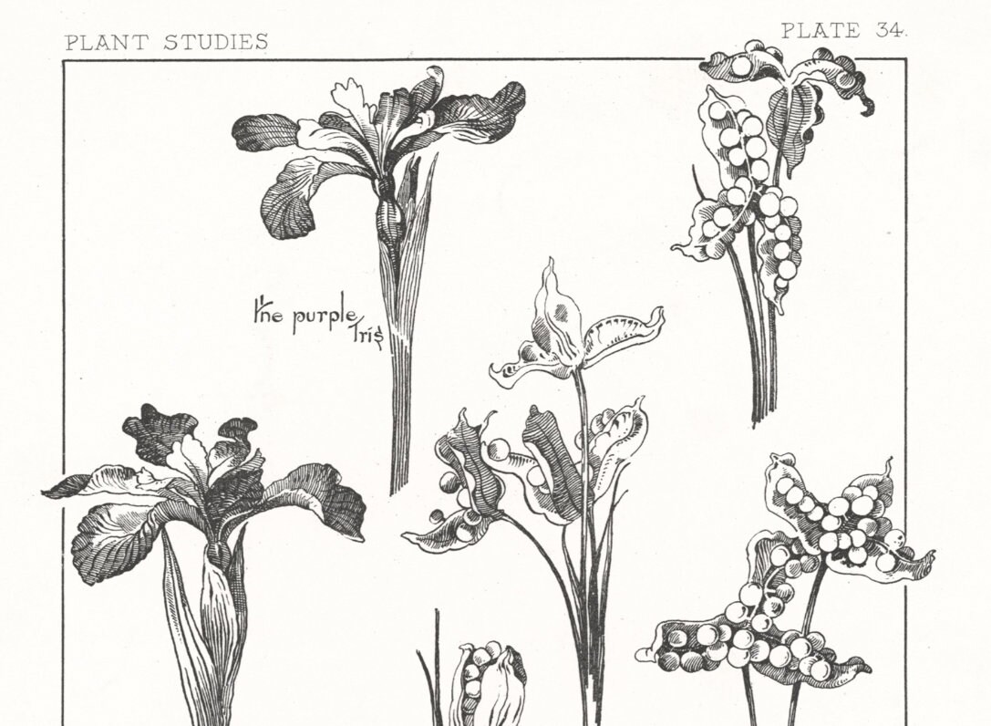Iris Seed Pods Wildflower Line Drawing Botany Poster Black & - Etsy