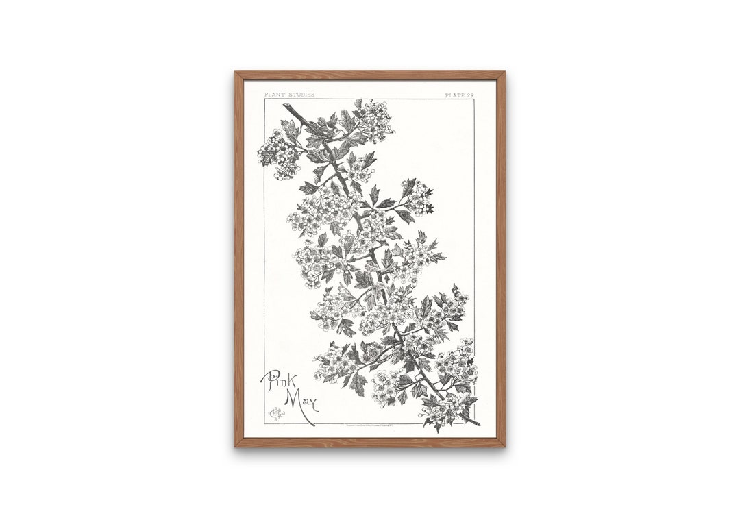 Mayflower Bush Line Drawing, Botany Poster, Black & White Botanical