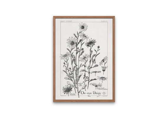 Prints Digital Print Art & Digital Floral White Design Eye Download Wall Black Ox Hand Etsy Painted Daisy - Artwork Vintage Print Botanical