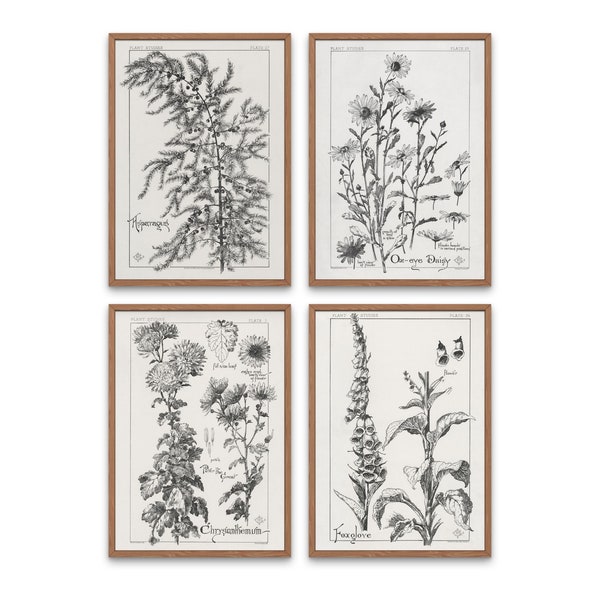 Black & White Botanical Prints, Gallery Wall Art, Set of 4 Prints, Digital Download, Vintage Black White Print, Botanical Ephemera