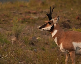 Pronghorn Antelope Photo Canvas Print - Nature Photography - Antelope Art - Bison Picture - Antelope Lover Gift - Wall Decor