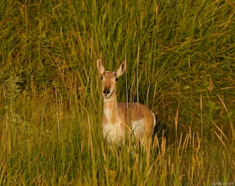 Antelope Photo Poster Print - Nature Photography - Antelope Art - Wildlife Picture - Antelope Lover Gift - Animal Decor