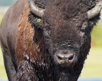 Bison Photo Poster Print - Nature Photography - Bison Art - Wildlife Picture - Bison Lover Gift - Animal Decor
