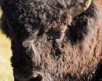 Bison Closeup Photo Poster Print - Yellowstone Photography - Bison Art - Yellowstone Bison - Bison Lover Gift - Animal Decor