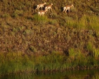 Antelope Photo Poster Print - Nature Photography - Antelope Art - Wildlife Picture - Antelope Lover Gift - Animal Decor