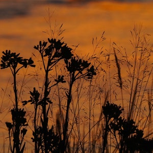 Riverbank Flower Sunset Reflection Photo Canvas Print - Nature Photography - Flower Art - Wildflower Picture - Sunset Lover Gift