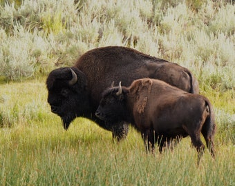 Bison Pair Photo Poster Print - Yellowstone Wildlife - Bison Art - Yellowstone Bison - Bison Lover Gift - Animal Decor
