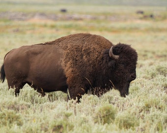 Bison Photo Poster Print - Yellowstone Bison - Bison Art - Yellowstone Wildlife - Bison Lover Gift - Animal Decor