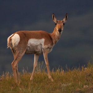 Antelope at Sunset Photo Poster Print - Yellowstone Photography - Antelope Art - Wildlife Picture - Antelope Lover Gift - Animal Decor
