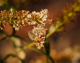 Butterfly Photo Poster Print - Nature Photography - Butterfly Art - Pollinator Picture - Butterfly Lover Gift - Insect Decor