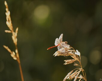 Red Dragonfly Photo Poster Print - Nature Photography - Dragonfly Art - Insect Picture - Dragonfly Lover Gift - Insect Decor