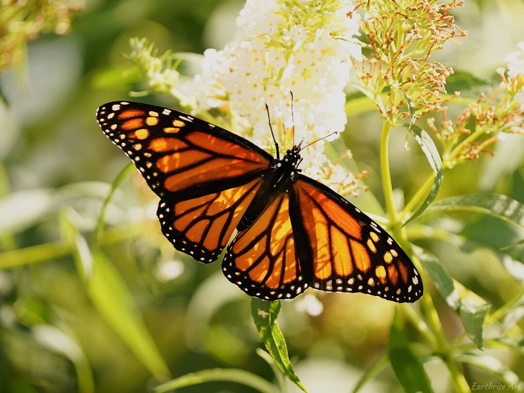 Butterfly Photo Print Butterfly Photo Print