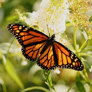 Impresión fotográfica de mariposas, fotografía de vida silvestre, impresión de mariposa monarca, arte fotográfico de vivero de naturaleza, arte de pared de naturaleza