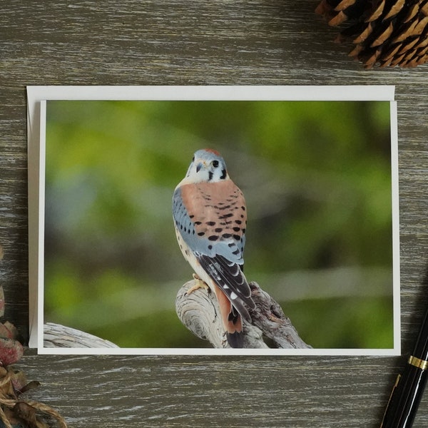 Kestrel Perched Photo Greeting Card - Nature Photography - Bird of Prey Art Card - Blank Note Card - Wildlife Picture - Bird Lover Gift