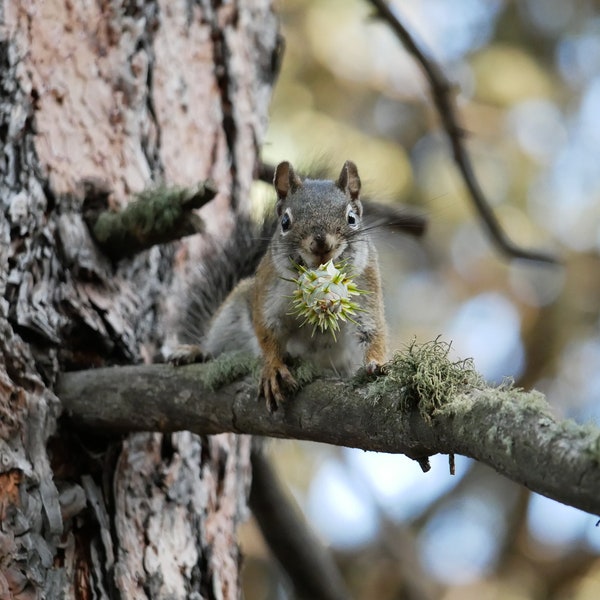 Squirrel with Pinecone Photo Poster Print - Nature Photography - Wildlife Wall Art - Animal Picture - Squirrel Lover Gift - Nature Decor