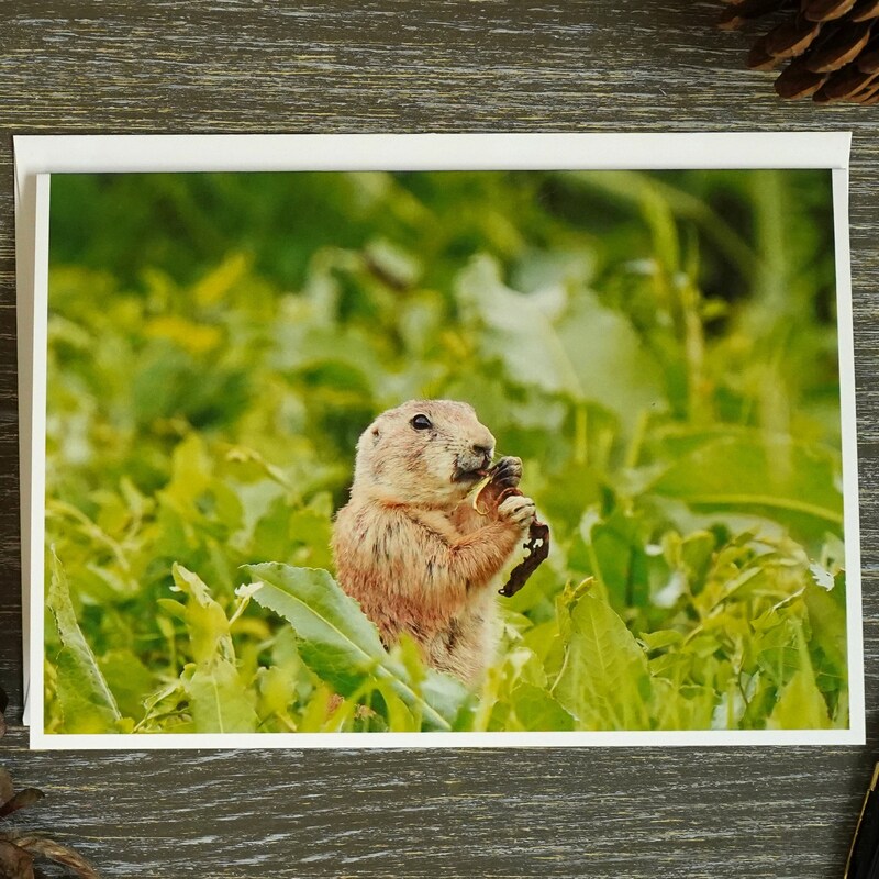 Prairie Dog Card - Etsy