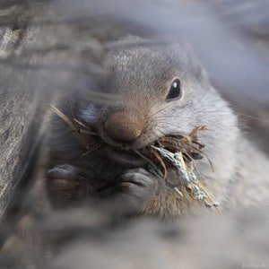 Uinta Ground Squirrel Photo Poster Print - Nature Photography - Squirrel Art - Squirrel Picture - Squirrel Lover Gift - Wall Decor