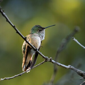 Black-Chinned Hummingbird Photo Poster Print - Nature Photography - Bird Art - Wildlife Picture - Hummingbird Lover Gift - Birdwatcher Decor