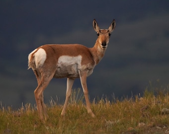 Pronghorn Antelope Photo Canvas Print - Nature Photography - Antelope Art - Antelope Picture - Antelope Lover Gift - Wall Decor